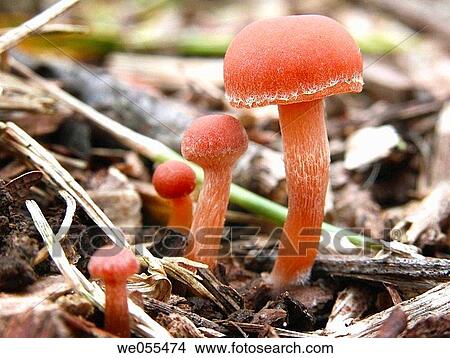 Mushrooms View Large Photo Image Picture - Mushrooms. Fotosearch