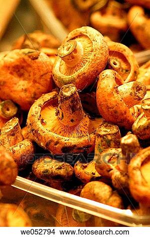 Mushrooms. Saffron milk-caps. Lactarius deliciosus. Mercat de la Boqueria, Barcelona, Spain View Large Photo Image Picture - Mushrooms. Saffron milk-caps. Lactarius deliciosus. Mercat de la Boqueria, Barcelona, Spain. Fotosearch