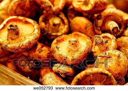 Mushrooms. Saffron milk-caps. Lactarius deliciosus. Mercat de la Boqueria, Barcelona, Spain View Large Photo Image Stock Image - Mushrooms. Saffron milk-caps. Lactarius deliciosus. Mercat de la Boqueria, Barcelona, Spain. Fotosearch