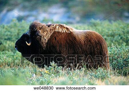 Stock Image - Musk Ox (Ovibos moschatus). Greenland. Fotosearch