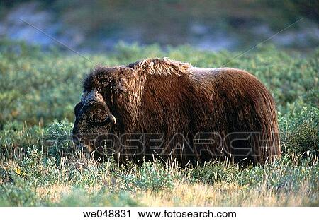 Stock Image - Musk Ox (Ovibos moschatus). Greenland. Fotosearch