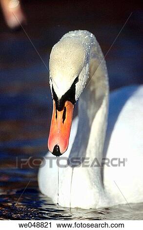 Mute Swan (Cygnus olor). Isar river, Bavaria, Germany View Large Photo Image Stock Image - Mute Swan (Cygnus olor). Isar river, Bavaria, Germany. Fotosearch