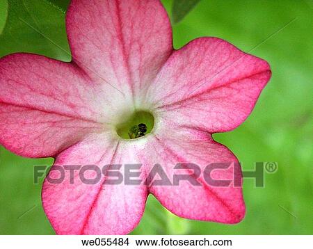 Nicotiana (flowering tobacco) View Large Photo Image Picture - Nicotiana (flowering tobacco). Fotosearch