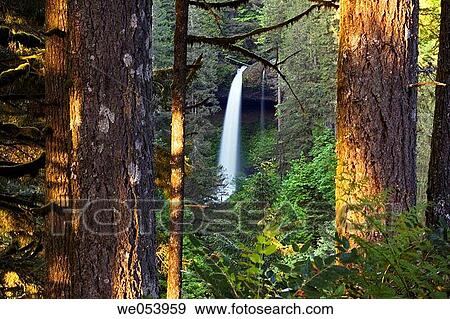 Stock Photo - North falls at sunset in Silver Falls State Park. Marion County. Oregon. USA.. Fotosearch