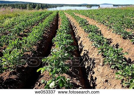 Stock Photo - Northern potatoe-field, Skaulo, Norrland, Lapland, Sweden, Scandinavia, Europe. Sub-Arctic. Fotosearch