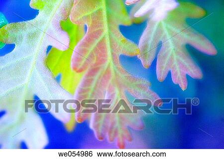 Oak Leaves. Quercus. April 2004. Maryland, USA View Large Photo Image Stock Photograph - Oak Leaves. Quercus. April 2004. Maryland, USA. Fotosearch