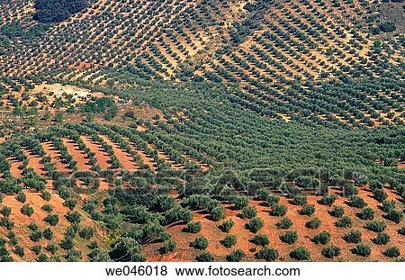 Stock Photo - Olive grove, Sierra Magina. Ja? n province, Andalusia, Spain. Fotosearch