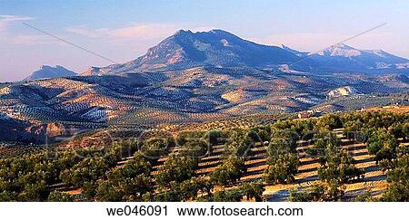 Olive groves, Antequera. Mßlaga province, Andalusia, Spain View Large Photo Image Stock Image - Olive groves, Antequera. Mßlaga province, Andalusia, Spain. Fotosearch