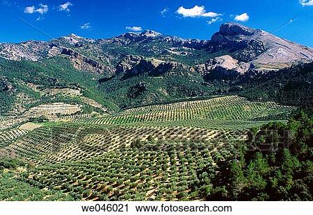 Olive groves, Sierra de Cazorla. Ja? n province, Andalusia, Spain View Large Photo Image Stock Image - Olive groves, Sierra de Cazorla. Ja? n province, Andalusia, Spain. Fotosearch