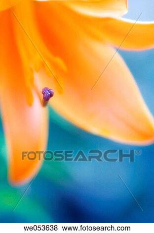 Orange Orienpet Lily. Lilium hybrid. June 2006. Maryland, USA View Large Photo Image Stock Photo - Orange Orienpet Lily. Lilium hybrid. June 2006. Maryland, USA. Fotosearch