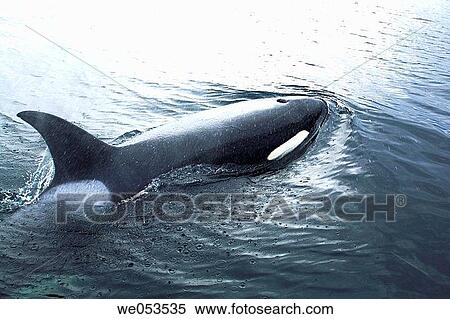 Stock Photography - Orca (Orcinus orca) surfacing in Southeast Alaska, USA. Pacific Ocean. The Orca (also called killer whale) is actually the largest member of the dolphin family.. Fotosearch