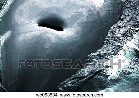 Orca (Orcinus orca) surfacing (note the head and blow hole detail) in Southeast Alaska, USA. Pacific Ocean. The Orca (also called killer whale) is actually the largest member of the dolphin family. View Large Photo Image Picture - Orca (Orcinus orca) surfacing (note the head and blow hole detail) in Southeast Alaska, USA. Pacific Ocean. The Orca (also called killer whale) is actually the largest member of the dolphin family.. Fotosearch