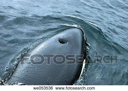 Orca (Orcinus orca) surfacing (note the head and blow hole detail) in Southeast Alaska, USA. Pacific Ocean. The Orca (also called killer whale) is actually the largest member of the dolphin family. View Large Photo Image Stock Photograph - Orca (Orcinus orca) surfacing (note the head and blow hole detail) in Southeast Alaska, USA. Pacific Ocean. The Orca (also called killer whale) is actually the largest member of the dolphin family.. Fotosearch