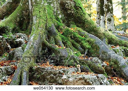 Ordesa and Monte Perdido National Park. Pyrenees Mountains, Huesca province, Arag? n, Spain View Large Photo Image Stock Image - Ordesa and Monte Perdido National Park. Pyrenees Mountains, Huesca province, Arag? n, Spain. Fotosearch