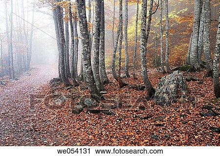 Ordesa and Monte Perdido National Park. Pyrenees Mountains, Huesca province, Arag? n, Spain View Large Photo Image Stock Image - Ordesa and Monte Perdido National Park. Pyrenees Mountains, Huesca province, Arag? n, Spain. Fotosearch