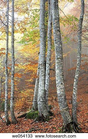 Ordesa and Monte Perdido National Park. Pyrenees Mountains, Huesca province, Arag? n, Spain View Large Photo Image Stock Image - Ordesa and Monte Perdido National Park. Pyrenees Mountains, Huesca province, Arag? n, Spain. Fotosearch