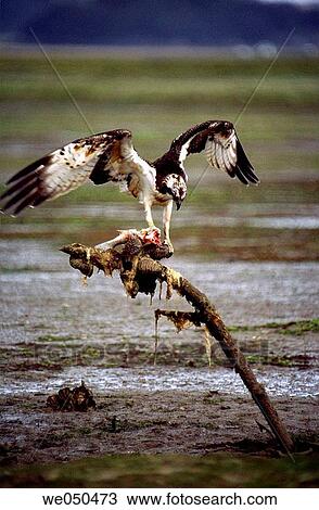 Osprey (Pandion haliaetus) devouring prey. Urdaibai, Biscay, Euskadi, Spain View Large Photo Image Stock Image - Osprey (Pandion haliaetus) devouring prey. Urdaibai, Biscay, Euskadi, Spain. Fotosearch