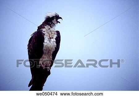 Osprey (Pandion haliaetus). Urdaibai, Biscay, Euskadi, Spain View Large Photo Image Picture - Osprey (Pandion haliaetus). Urdaibai, Biscay, Euskadi, Spain. Fotosearch