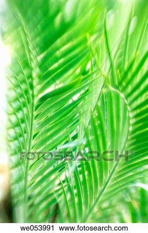 Palm Tree Leaves. encephalartos lehmannii. November 2006. Maryland, USA View Large Photo Image Stock Image - Palm Tree Leaves. encephalartos lehmannii. November 2006. Maryland, USA. Fotosearch