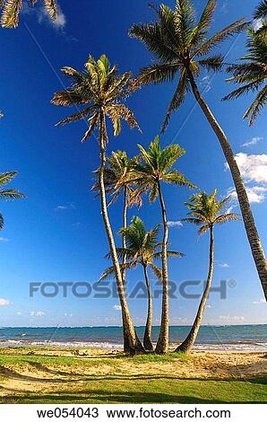 Palm trees at Beach. Punaluu Beach, Oahu, Hawaii, USA. View Large Photo Image Stock Image - Palm trees at Beach. Punaluu Beach, Oahu, Hawaii, USA.. Fotosearch