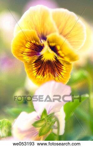Pansies. Viola x wittrockiana. July 2006. Maryland, USA View Large Photo Image Stock Image - Pansies. Viola x wittrockiana. July 2006. Maryland, USA. Fotosearch