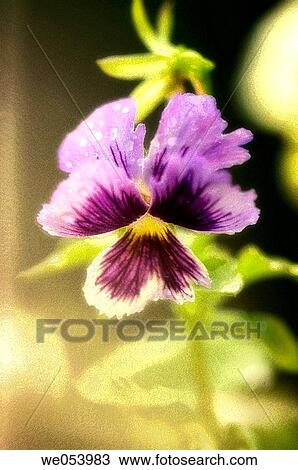 Pansy Flower and a Bud. viola x wittrockiana. July 2006. Maryland, USA View Large Photo Image Stock Image - Pansy Flower and a Bud. viola x wittrockiana. July 2006. Maryland, USA. Fotosearch