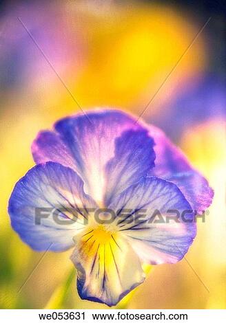 Pansy Flower. Viola x wittrockiana. June 2006. Maryland, USA View Large Photo Image Stock Image - Pansy Flower. Viola x wittrockiana. June 2006. Maryland, USA. Fotosearch