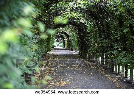 Pathway covered with overhead vines View Large Photo Image Picture - Pathway covered with overhead vines. Fotosearch