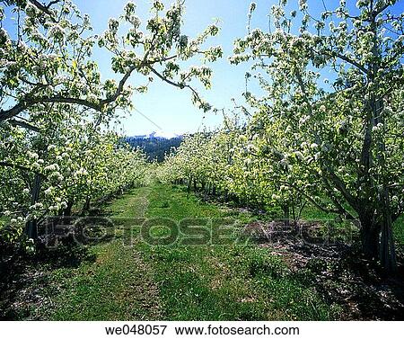 Pear Orchard in spring bloom. April. Afternoon Light. Peshastin, Chelan County, Eastern Washington, U. S. A. View Large Photo Image Stock Photo - Pear Orchard in spring bloom. April. Afternoon Light. Peshastin, Chelan County, Eastern Washington, U. S. A.. Fotosearch