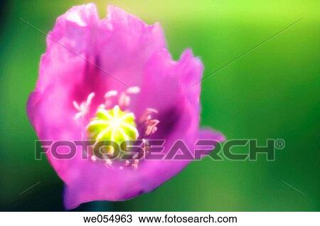 Peony Poppy. Papaver paeoniflorum. July 2006. Maryland, USA View Large Photo Image Stock Image - Peony Poppy. Papaver paeoniflorum. July 2006. Maryland, USA. Fotosearch