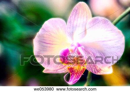 Phalaenopsis Orchid. Phalaenopsis hybrid. February 2004. Maryland, USA View Large Photo Image Stock Image - Phalaenopsis Orchid. Phalaenopsis hybrid. February 2004. Maryland, USA. Fotosearch