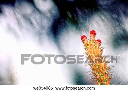 Stock Photography - Pine. Pinus strobus. April 2004. Maryland, USA. Fotosearch