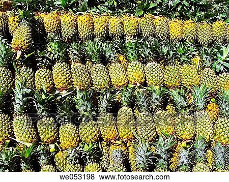 Pineapples - Ananas comosus - Bromeliaceae. The oval to cylindrical-shaped, compound fruit develops from many small fruits fused together. It is both juicy and fleshy. Marketyard, Pune, Maharashtra, India. View Large Photo Image Stock Photo - Pineapples - Ananas comosus - Bromeliaceae. The oval to cylindrical-shaped, compound fruit develops from many small fruits fused together. It is both juicy and fleshy. Marketyard, Pune, Maharashtra, India.. Fotosearch
