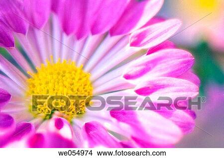 Picture - Pink Chrysanthemum. Chrysanthemum hybrid. November 2006. Maryland, USA. Fotosearch