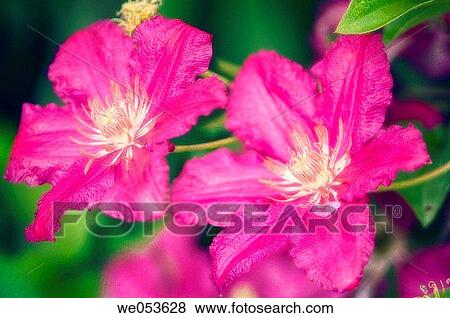 Pink Clematis. Clematis hybrid. June 2005. Maryland, USA View Large Photo Image Stock Photo - Pink Clematis. Clematis hybrid. June 2005. Maryland, USA. Fotosearch