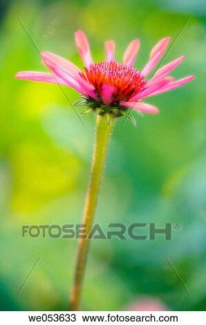Pink Coneflower. Echinacea hybrid. June 2006. Maryland, USA View Large Photo Image Stock Image - Pink Coneflower. Echinacea hybrid. June 2006. Maryland, USA. Fotosearch