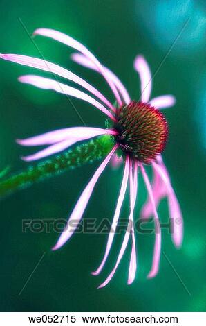 Stock Photography - Pink Coneflower. Echinacea pallida. June 2006. Maryland, USA. Fotosearch
