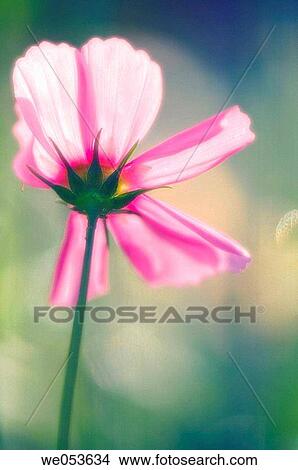 Pink Cosmos Flower. Cosmos bipinnatus. June 2006. Maryland, USA View Large Photo Image Picture - Pink Cosmos Flower. Cosmos bipinnatus. June 2006. Maryland, USA. Fotosearch