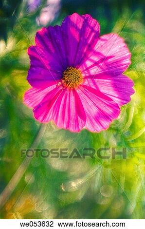 Pink Cosmos Flower. Cosmos bipinnatus. June 2006. Maryland, USA View Large Photo Image Stock Image - Pink Cosmos Flower. Cosmos bipinnatus. June 2006. Maryland, USA. Fotosearch