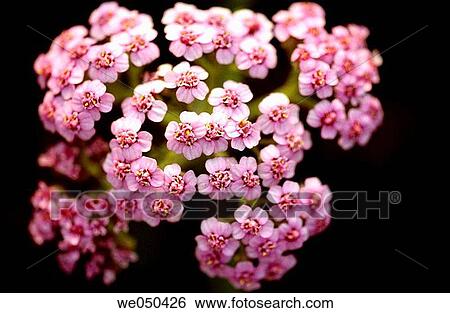 Pink flowers View Large Photo Image Stock Photograph - Pink flowers. Fotosearch