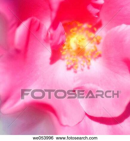 Stock Photograph - Pink Rose Close-up. Rosa hybrid. October 2006. Maryland, USA. Fotosearch