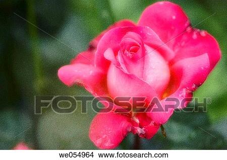 Pink Rose. Rosa hybrid. June 2005. Maryland, USA View Large Photo Image Picture - Pink Rose. Rosa hybrid. June 2005. Maryland, USA. Fotosearch