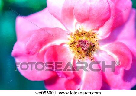 Pink Rose. Rosa hybrid. May 2006. Maryland, USA View Large Photo Image Stock Image - Pink Rose. Rosa hybrid. May 2006. Maryland, USA. Fotosearch