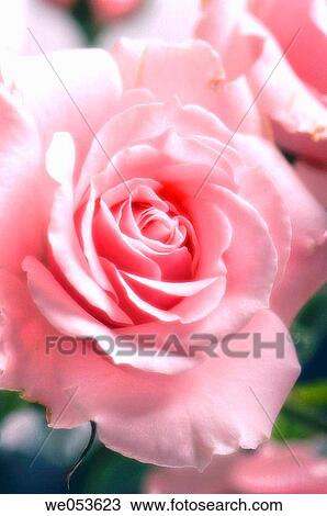 Pink Rose. Rose hybrid. October 2006. Maryland, USA View Large Photo Image Stock Image - Pink Rose. Rose hybrid. October 2006. Maryland, USA. Fotosearch