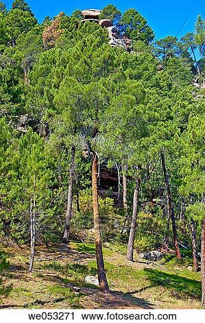 Pinus pinaster View Large Photo Image Stock Image - Pinus pinaster. Fotosearch