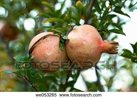 Pomegranate (Punica granatum) View Large Photo Image Stock Photography - Pomegranate (Punica granatum). Fotosearch