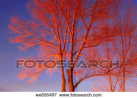 Poplars in the evening in winter. Osseja, Midi-Pyr? n? es, France View Large Photo Image Stock Photo - Poplars in the evening in winter. Osseja, Midi-Pyr? n? es, France. Fotosearch