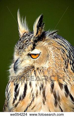 Portrait of Eagle Owl (Bubo bubo) View Large Photo Image Picture - Portrait of Eagle Owl (Bubo bubo). Fotosearch