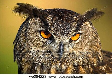 Portrait of Eagle Owl (Bubo bubo) View Large Photo Image Stock Image - Portrait of Eagle Owl (Bubo bubo). Fotosearch