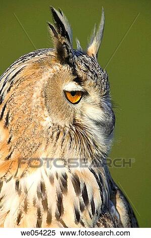 Portrait of Eagle Owl (Bubo bubo) View Large Photo Image Stock Photography - Portrait of Eagle Owl (Bubo bubo). Fotosearch